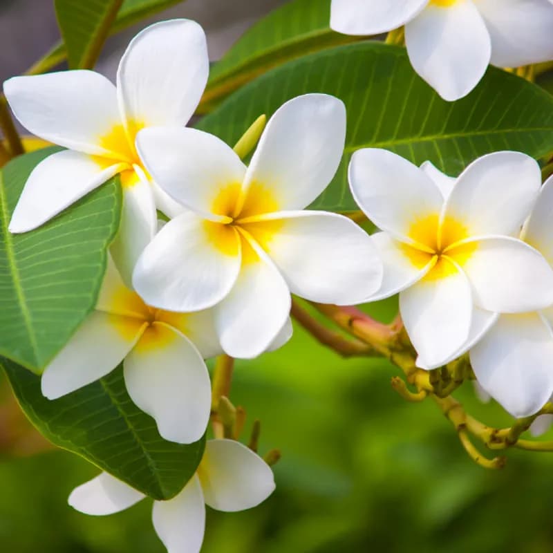 Fragrances pour Douches Expériences